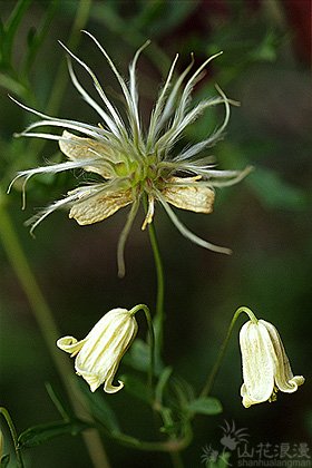 芹叶铁线莲的形态特征