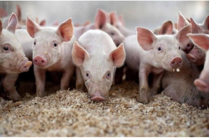 piggy是什么意思