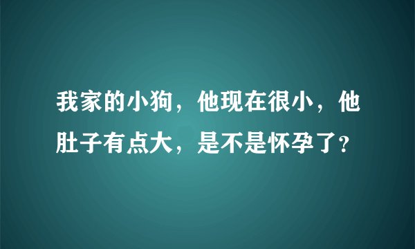 我家的小狗，他现在很小，他肚子有点大，是不是怀孕了？