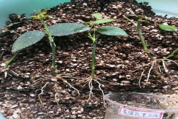 72种插法教学视频