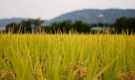 稻字笔顺