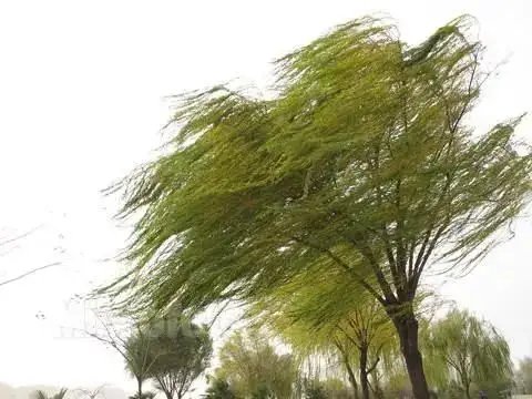 最高13级！大风突袭沈阳，倒了近300棵树，造成了怎样的损失？