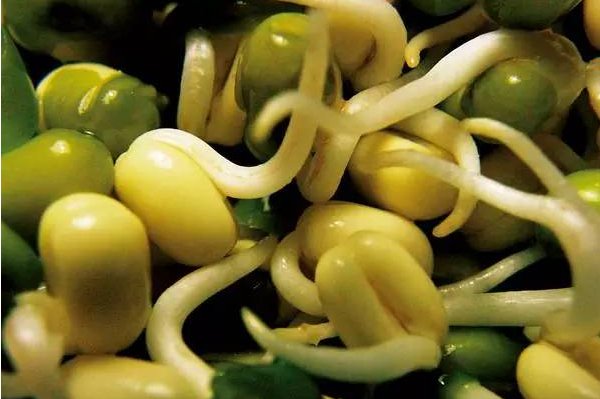 绿豆发芽的过程五天图