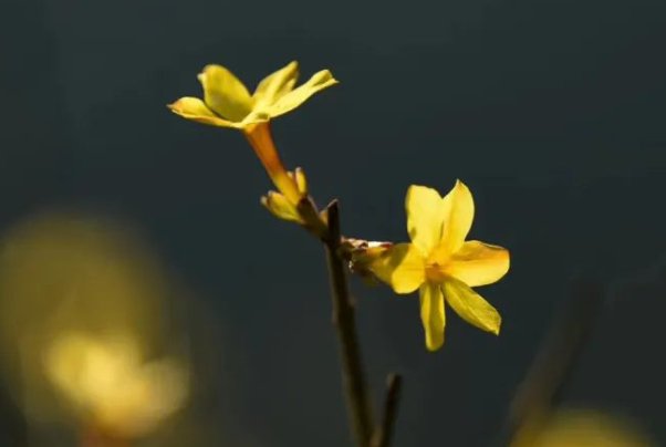 繁花嫩叶读音