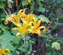 这是什么植物？