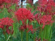 这是什么植物？