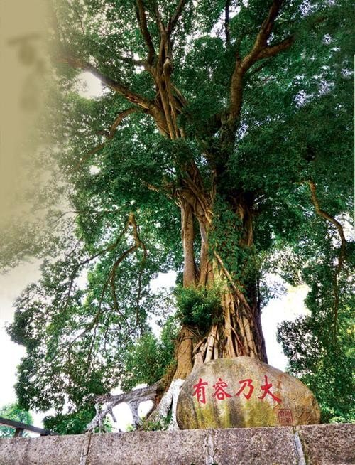 根壮叶茂是什么意思