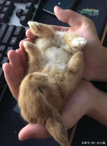什么品种的宠物兔最值得养啊？