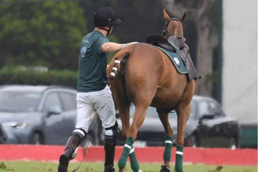 拍马是什么意思