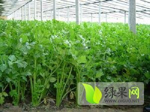 冬芹的介绍