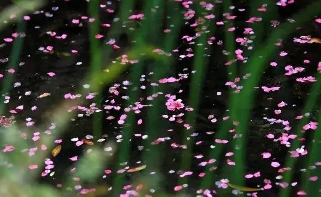 “花开花落终有时”是什么意思？
