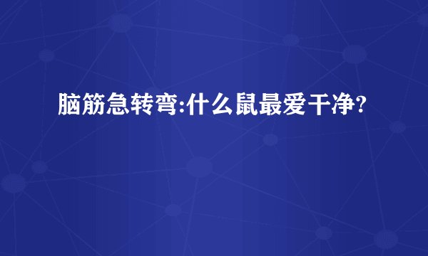 脑筋急转弯:什么鼠最爱干净?