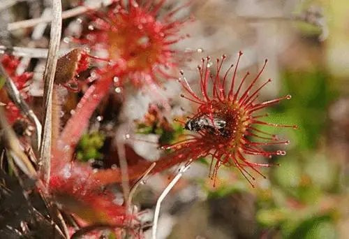 重庆发现的“吃虫”植物“胃口”有点大,这种植物是如何吃虫的?