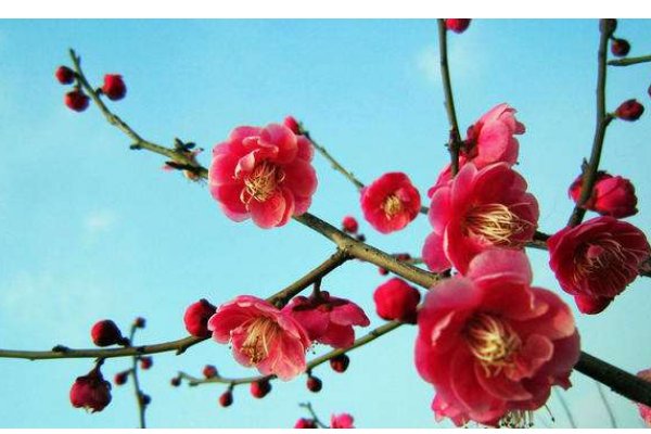 用梅花可以比喻什么样的人