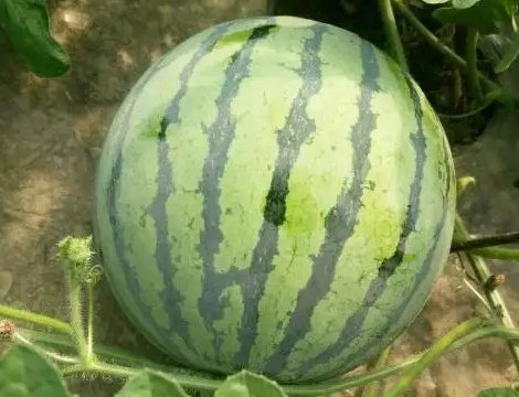 麒麟瓜为什么尽量少吃