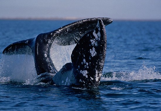 鲸油是干什么的