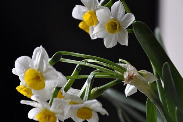 代表尊敬的花是?