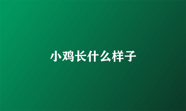 小鸡长什么样子