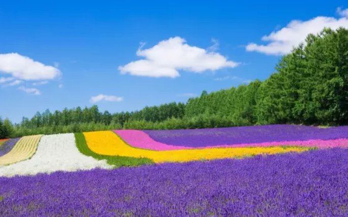 怎么造句骄阳似火