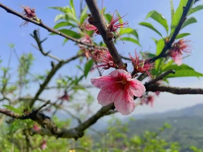 花香馥郁的意思