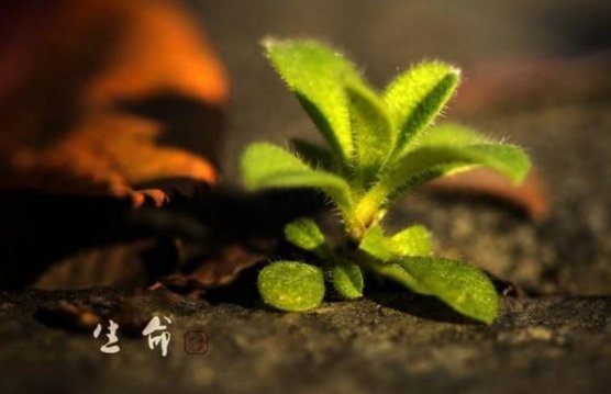 社会关系中的生命是指什么？