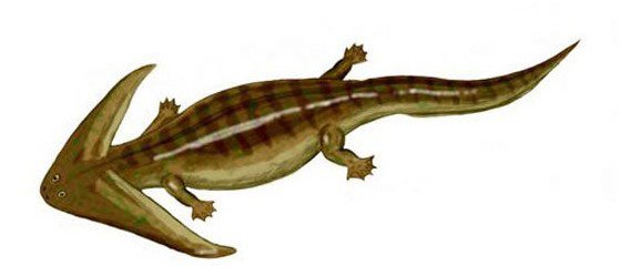 笠头螈的笠头螈-形态特征