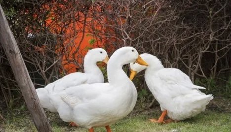 ducks英语怎么读