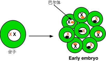 巴尔小体的介绍