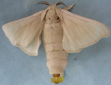 蛾眉微蹙什么意思