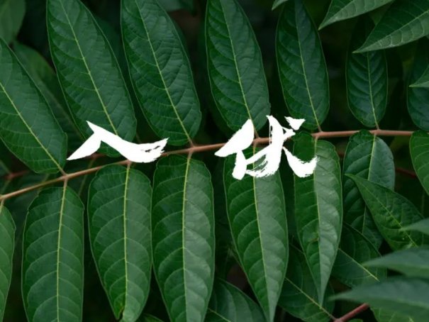 几点入伏早上还是下午