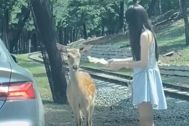 女子在秦皇岛动物园下车喂鹿时被踢，动物园的回应为何会遭到全网的讽刺