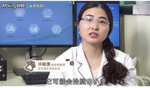 小狗狗生殖器怎么看啊?