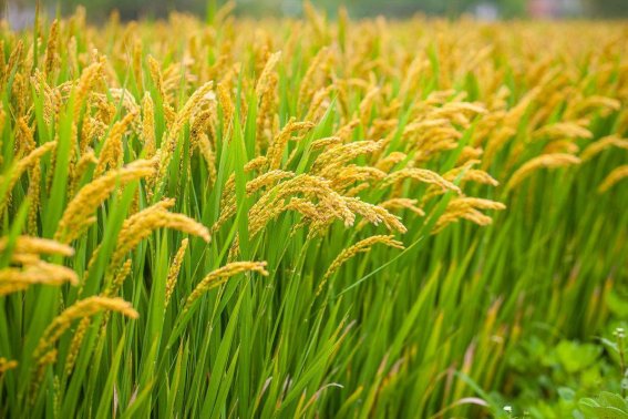 高粱熟了稻子熟了改为拟人句
