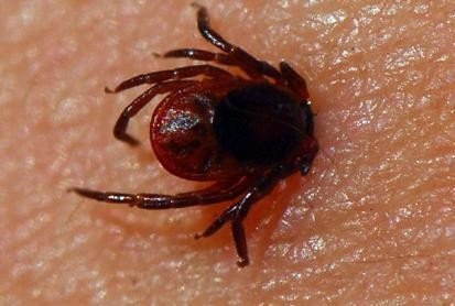 皮虫长什么样子