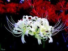 这是什么植物？