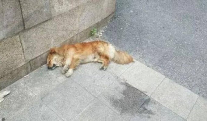 浙江一只小狗中毒跑到派出所躲避仍被拖走，投毒者究竟有何目的？