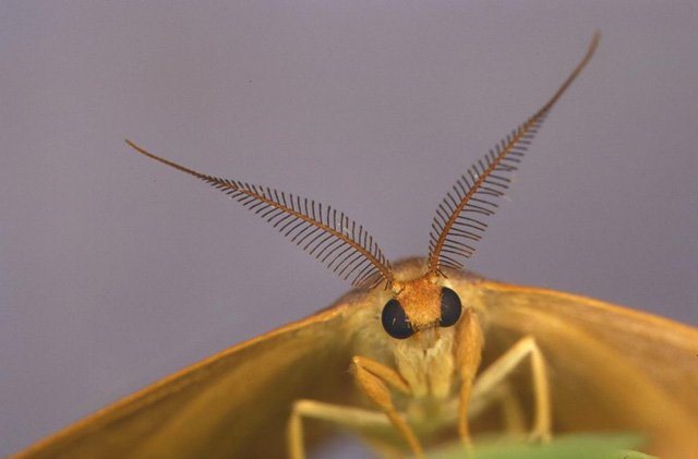 蛾眉微蹙什么意思