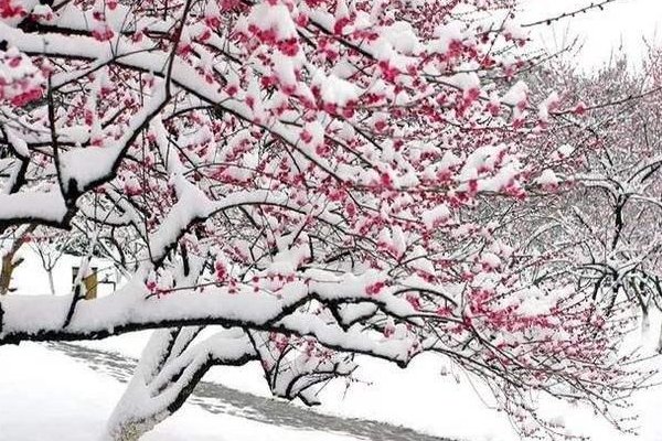 暗香浮动的意思