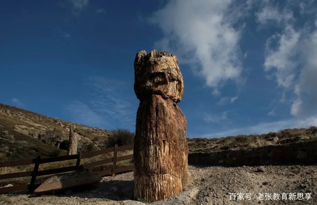希腊发现2000万年前化石树,这一发现有何意义?