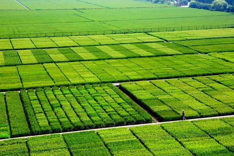 沃的拼音怎么读