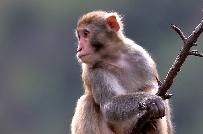 猴的吉祥成语