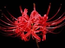 这是什么植物？