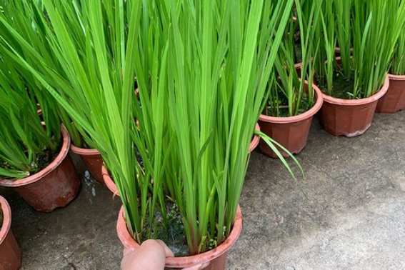 蒲剑是什么意思