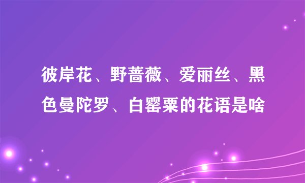 彼岸花、野蔷薇、爱丽丝、黑色曼陀罗、白罂粟的花语是啥