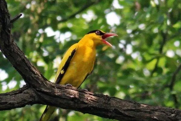 哪些鸟是益鸟？