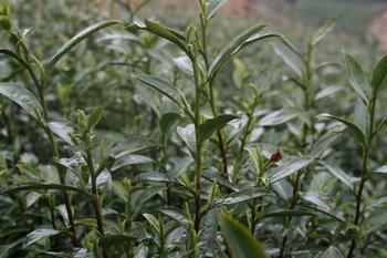 鸣翅茶的介绍