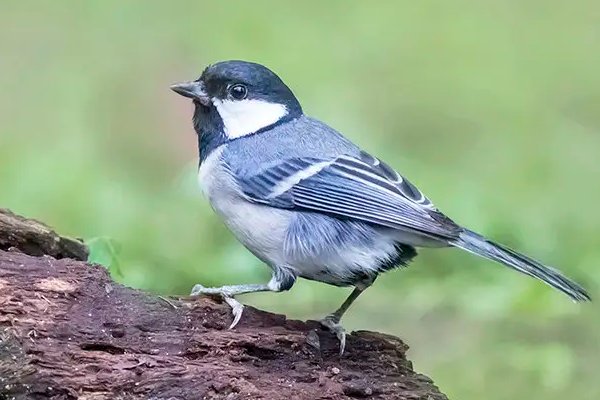 哪些鸟是益鸟？