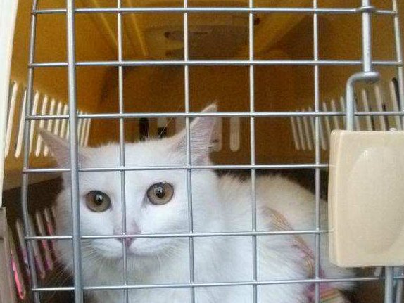 火车能托运宠物吗