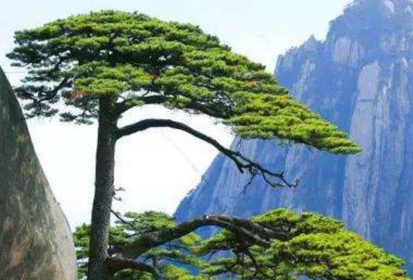 五山是指哪五山
