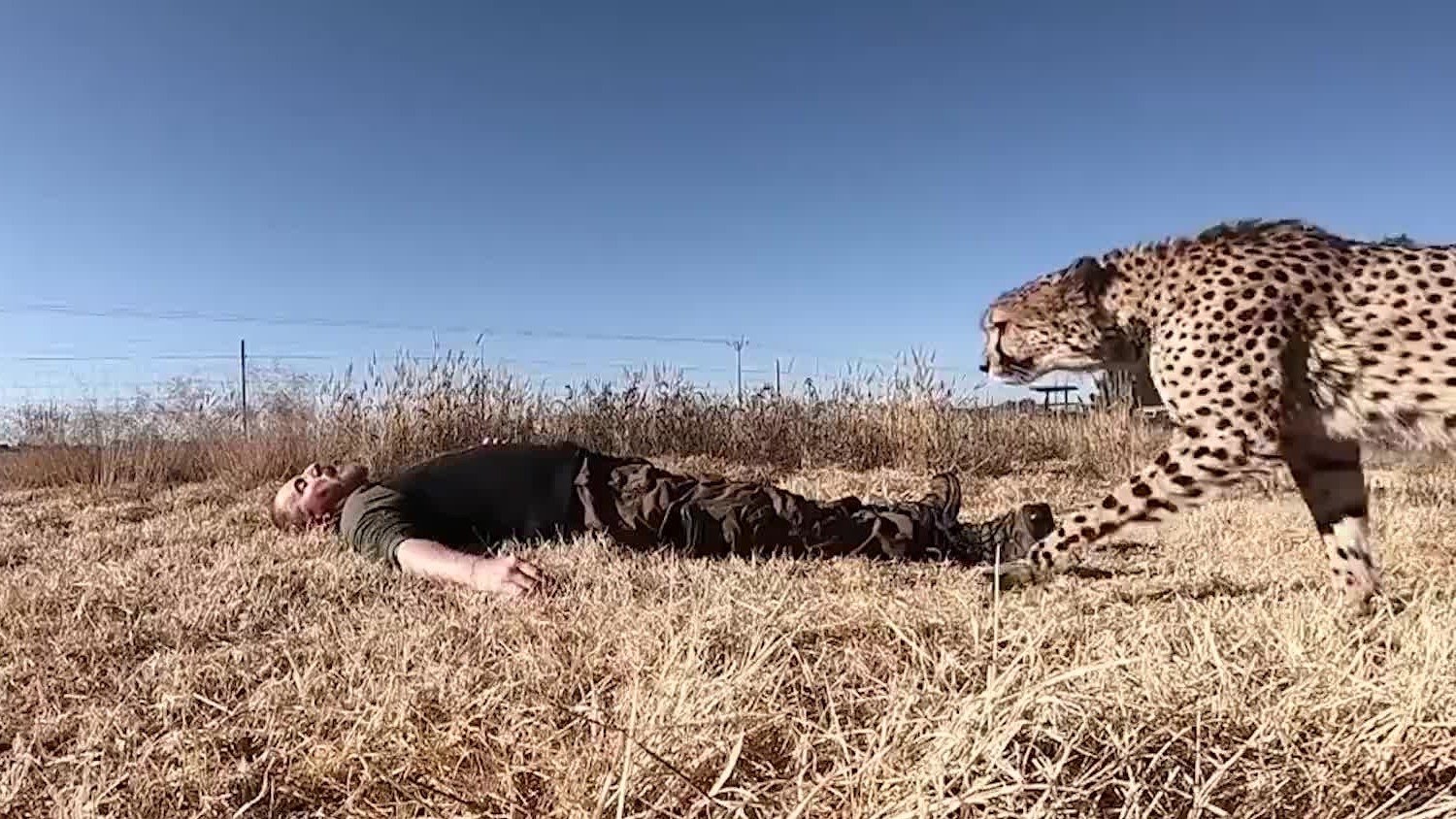 装死卖活什么意思